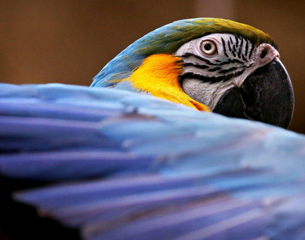 Zoo Portraits